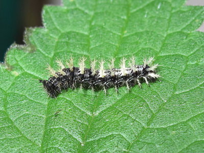 Comma larva 4th instar - Crawley, Sussex 21-July-2017