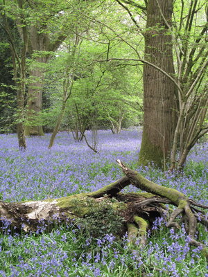 Bluebell wood - Gatwick, Sussex 23-Apr-2019
