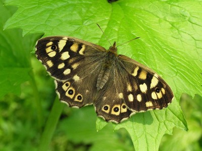 Speckled Wood female - Crawley, Sussex 10-May-2006