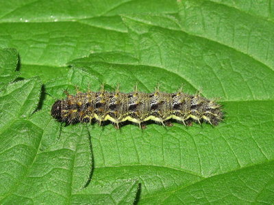 Red Admiral 5th instar larva - Crawley, Sussex 22-Apr-2019 (L11)