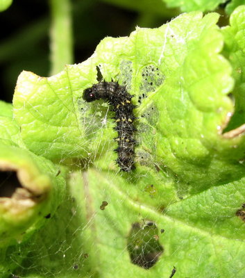 Painted Lady larva 3rd instar -Lancing, Sussex 19-Oct-2019