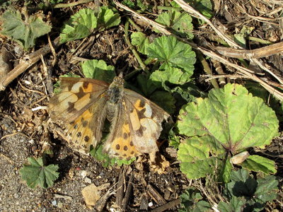 Migrant female Painted Lady egg laying - Lancing, Sussex 19-Sept-2019