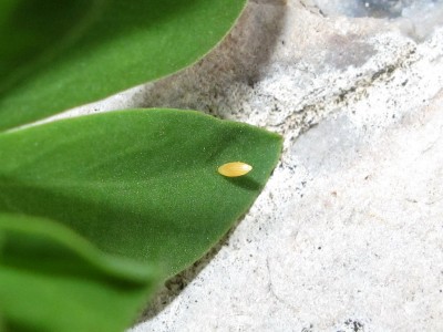 Clouded Yellow egg (few days old) - Lancing, Sussex 12-Sept-2020
