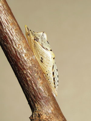 GVW pupa (6 weeks before emergence) 6-March-2014