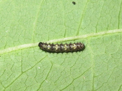 Painted Lady larva 2nd instar - Crawley, Sussex 14-Aug-2019