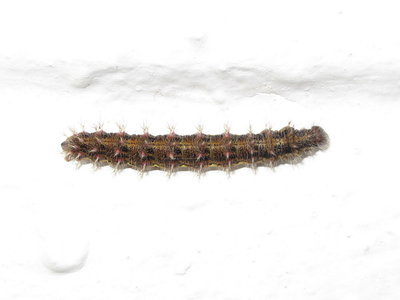 Painted Lady larva #3 (5th instar) - Lancing, Sussex 28-Nov-2019