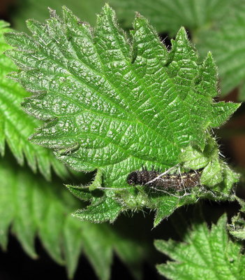 Red Admiral 4th instar constructing a new shelter 12-Apr-2019