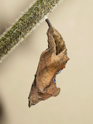 Comma pupa (lateral view) - Caterham, Surrey 29-Sept-2012