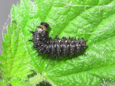 Red Admiral 4th instar larva (pre-moult) - Crawley, Sussex 30-July 2017