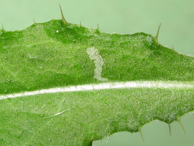 Painted Lady larva (1st instar feeding damage) - Lancing, Sussex 18-July-2019