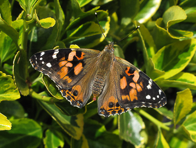 Painted Lady (dark form - reared) - Crawley, Sussex 9-May-2018