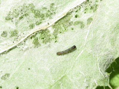 Painted Lady larva 1st instar - Crawley, Sussex 9-Aug-2019