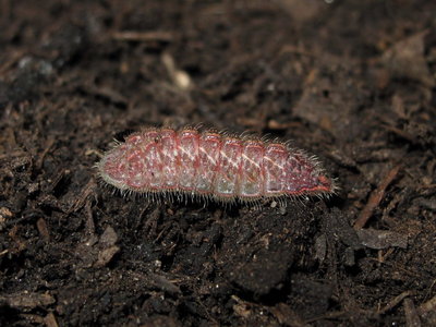 Brown Hairstreak larva (L2) 49 days old