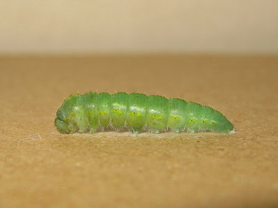 Small White larva preparing to pupate - Caterham, Surrey 2-Nov-2013