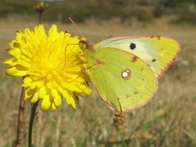 Clouded Yellow female (f. helice) - Birling Gap, Sussex 1-Oct-2009