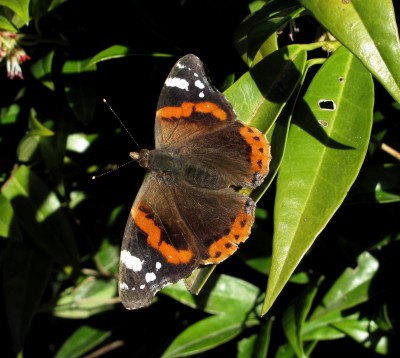 Red Admiral - Crawley, Sussex 26-Feb-2021