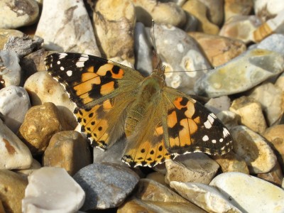 Painted Lady female - Lancing, Sussex 13-Sept-2021