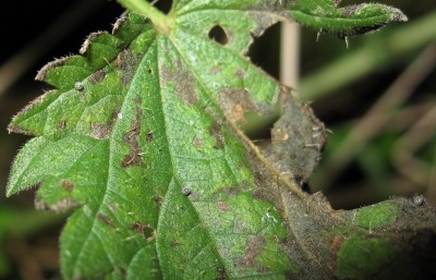 Red Admiral eggs x3 nearing hatch - Crawley, Sussex  9-Jan-2024