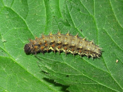 Red Admiral 5th instar larva - Crawley, Sussex 20-Apr-2024 (L13)