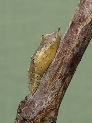 Small White pupa (1 day before emergence) 5-May-2011