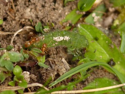 Common Blue larva and ants