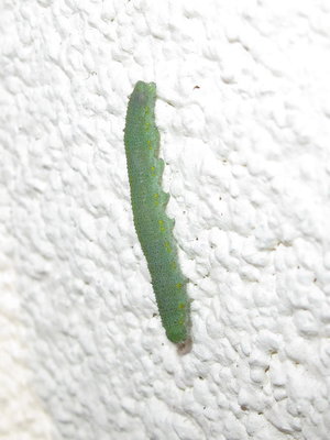 Small White larva 5th instar - Lancing, Sussex 28-Nov-2019