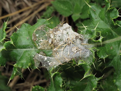 Painted Lady larval shelter (4th instar) on thistle - Lancing, Sussex 7-Sept-2019