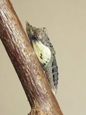 GVW pupa (10 hours before emergence) 19-April-2014
