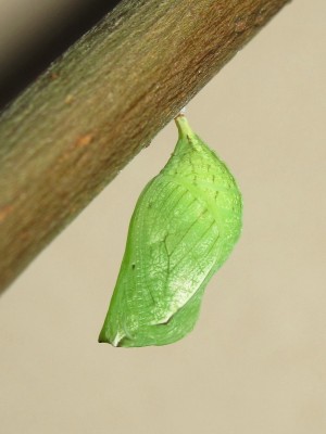 Speckled Wood pupa - Crawley, Sussex 23-July-2014