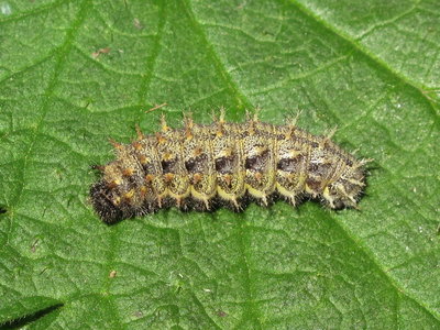 Red Admiral 5th instar larva - Crawley, Sussex 26-Mar-2019 (L16)