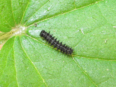 Red Admiral 3rd instar larva - Crawley, Sussex 12-July-2017