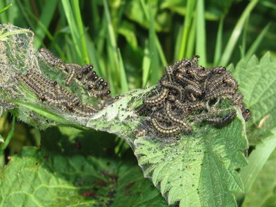 Small Tortoiseshell 3rd instar larvae - Gatwick, Sussex 30-Apr-2019