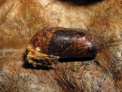 Brown Hairstreak Pupa (L2) 4 days before hatching 1-July-11