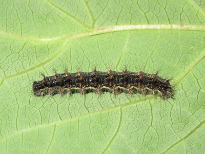 Painted Lady larva 5th instar (variation) - Lancing, Sussex 28-Aug-2019