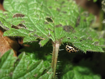 Red Admiral egg and 16-Spot Ladybird - Crawley, Sussex 25-Jan-2018