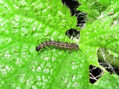 Red Admiral 2nd instar larva - Crawley, Sussex 10-Dec-2017