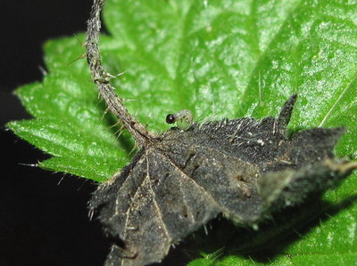 Red Admiral larva emerging - Crawley, Sussex 11-March-2018