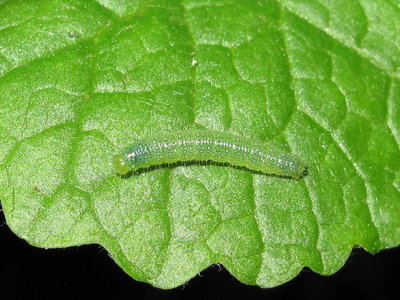 GVW third instar larva - Crawley, Sussex 17-May-2017