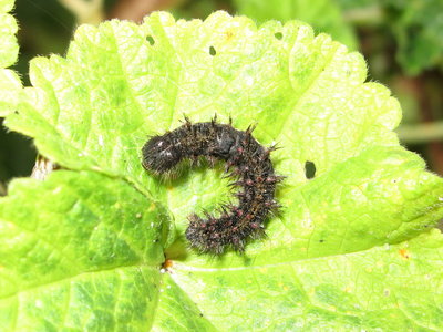 Painted Lady larva #2 (5th instar) - Lancing, Sussex 28-Nov-2019