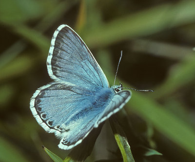 Polyommatus-(Lysandra)-X-caerulescens.jpg