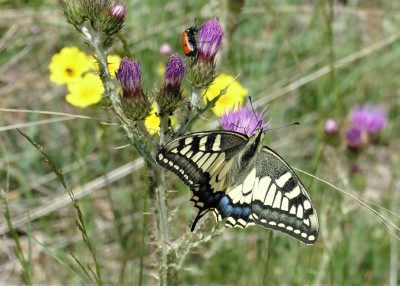 Swallowtail