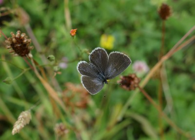 Short Tailed Blue