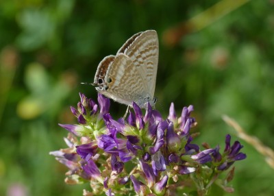 Long Tailed Blue