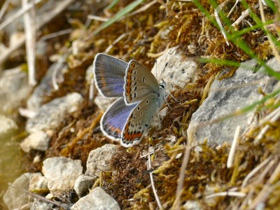 Reverdins Blue ♀ 5.JPG