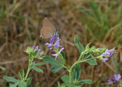 False Ilex Hairstreak