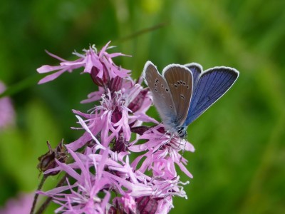 Mazarine Blue ♂ 2.JPG