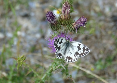 Iberian Marbled White