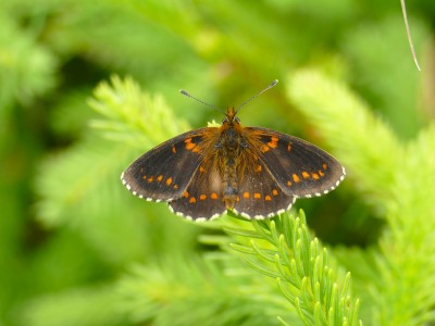 Heath Frit 5.JPG