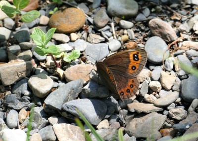 Chapmans Ringlet