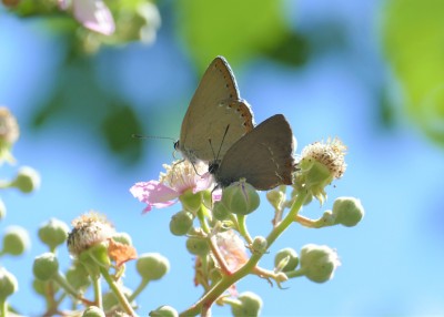 Hairstreaks